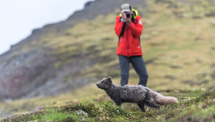 Man photographing an arctic fox in the summer in Iceland